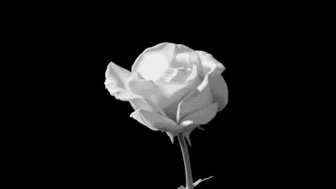 blooming flower