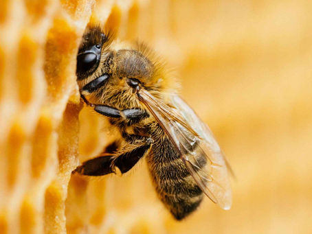 Celebrating World Bee Day 2025: Guardians of Biodiversity and Our Plates