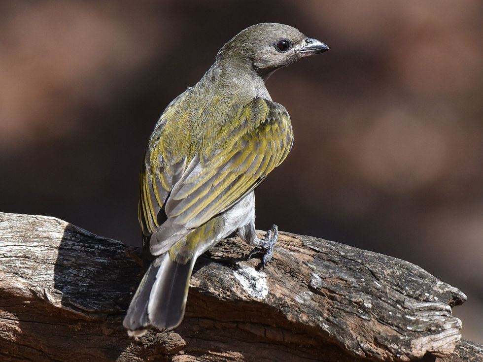 Picture of a Lesser Honeyguide. Image by https://ebird.org/home