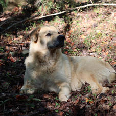 Brigg Enjoying the Shade