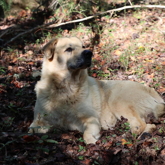 Brigg Enjoying the Shade