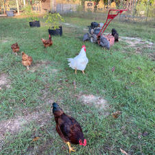 Chickens in the Garden