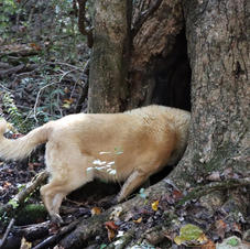 Boone Looking For Something