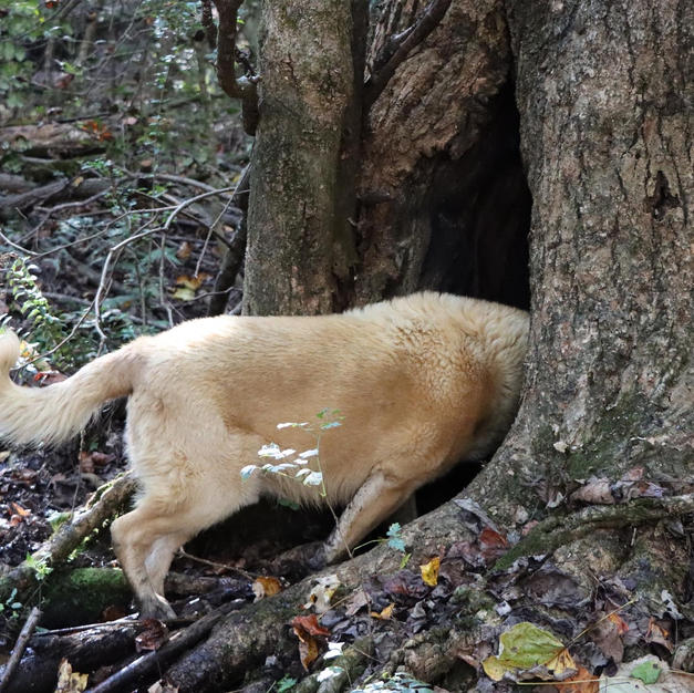 Boone Looking For Something