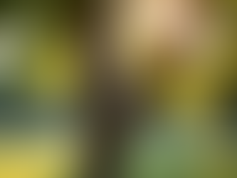 A child climbing a tree in a sunny park, developing physical strength and confidence