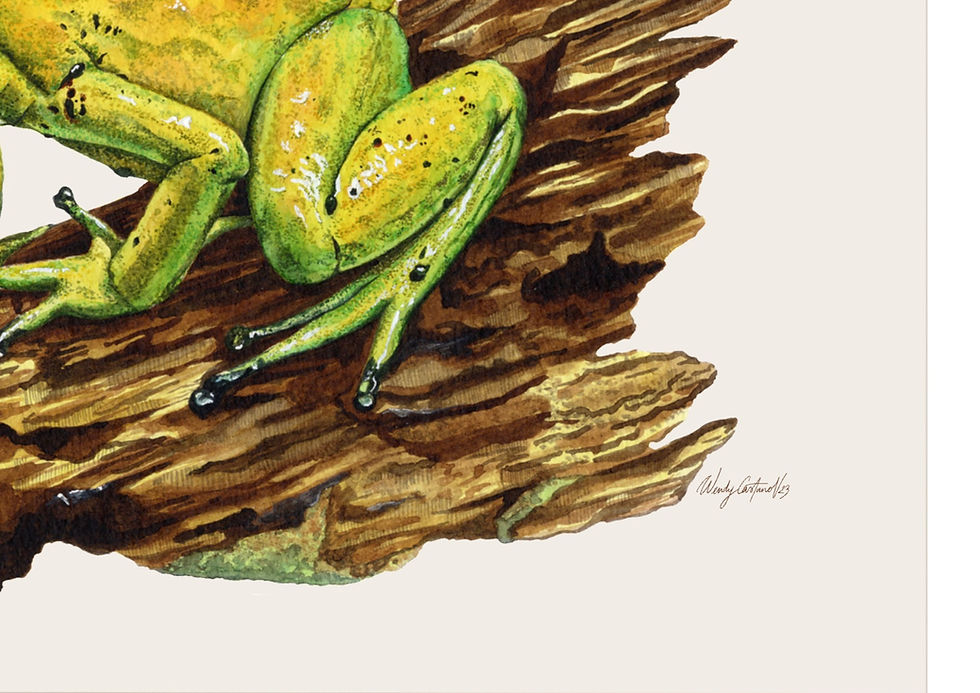 Thumbnail: Golden Poison Dart Frog, Colombia