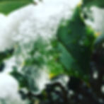 Holly