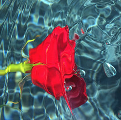RedRose