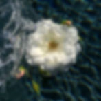 LA Flower