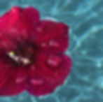 Petals