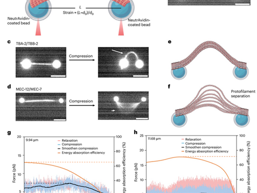 A breakthrough in revealing the mechanosensitive mechanism of microtubules
