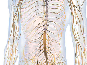 Yoga Nidra & das Nervensystem