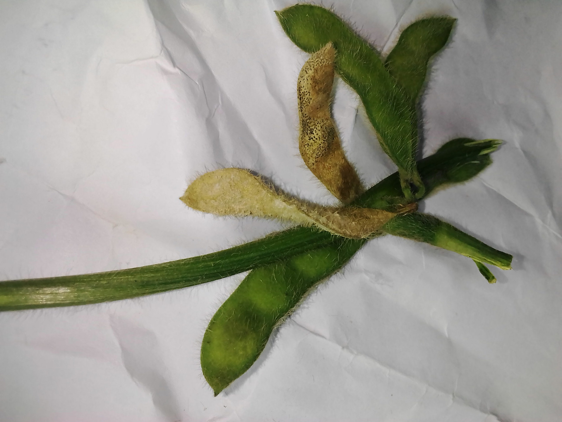 Diseased soybean plant content media