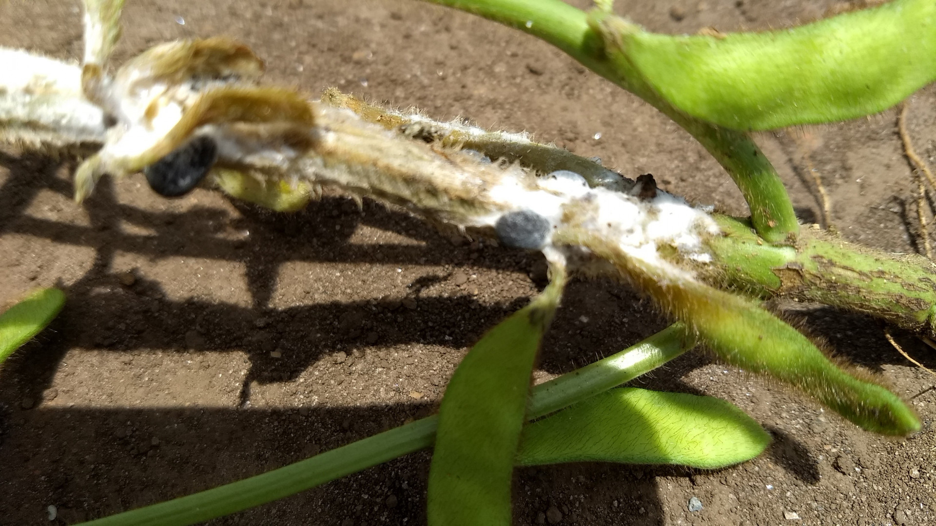 White fungus growing on soybean plants - Sclerotinia sclerotiorum? content media