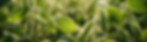dew-kissed-soybean-plants-morning-sunlight.jpg