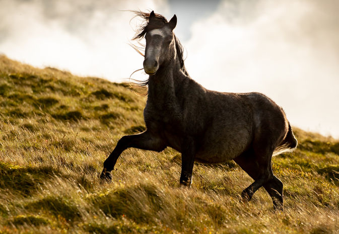 Mountain Pony-north wales-1100.jpeg