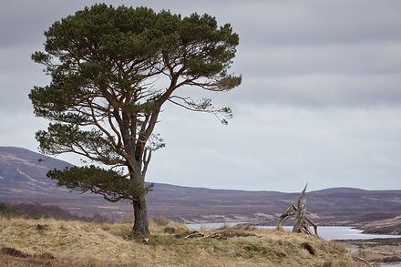 ds1-lone tree-lettermore-loch loyal-spring-101042024-3374.jpg