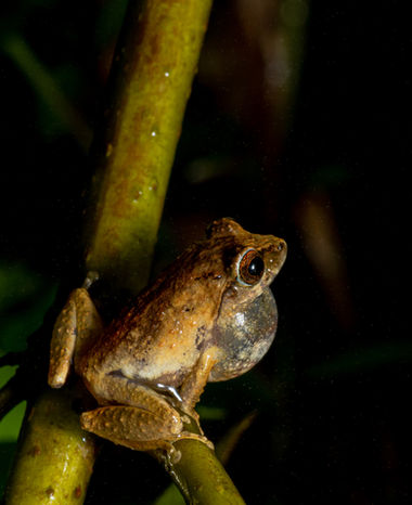 Undescribed species.jpeg