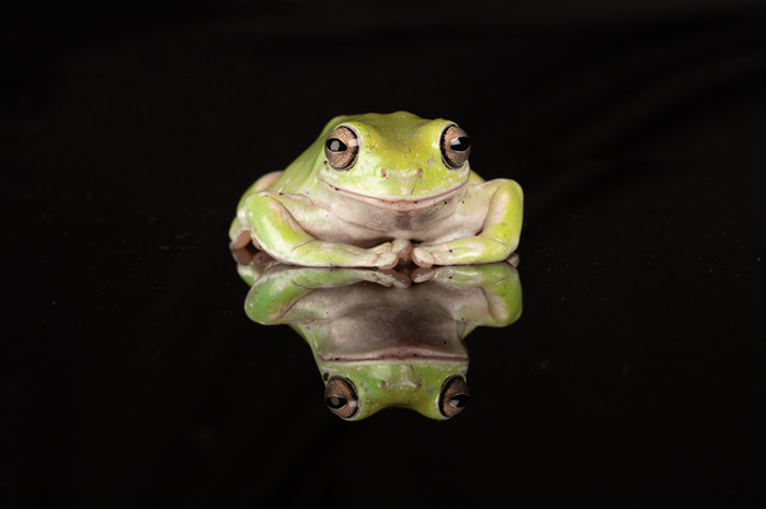 FROGS-2.jpg