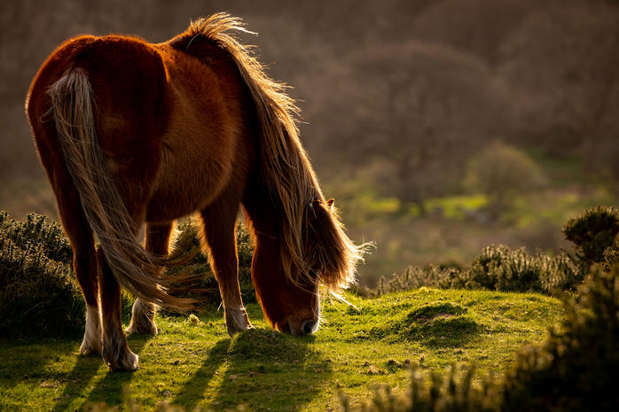 Mountain Pony-north wales-4470.jpeg