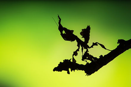 GHOSTMANTIS-6340.jpeg