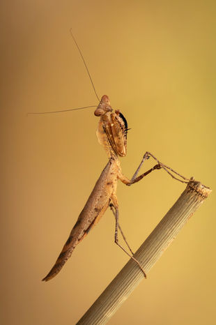 dead leaf mantis-2093.jpeg