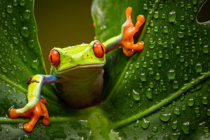 redeyetreefrog-0895.jpeg