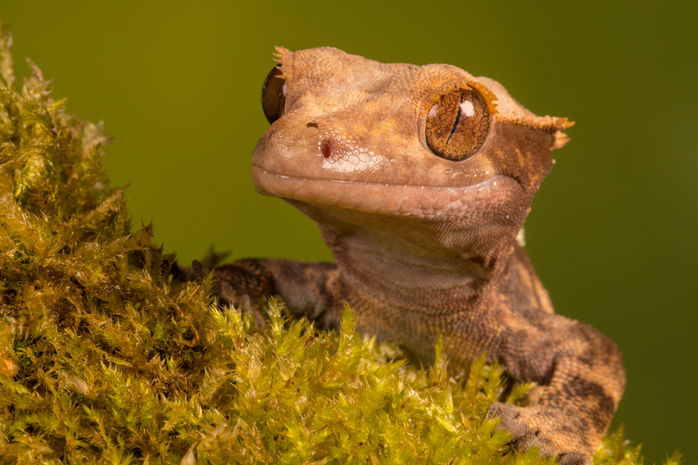 crested gecko-2516.jpeg