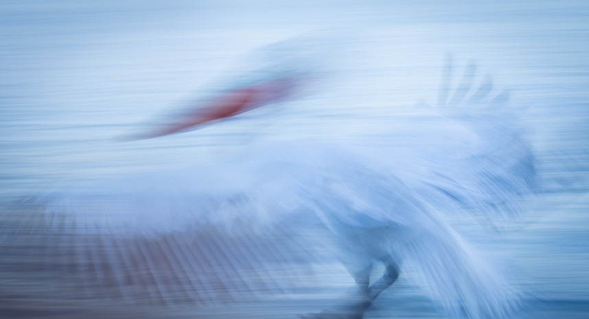 DS1-Dalamton Pelicans- 2023-greece-108022023-3866.jpg