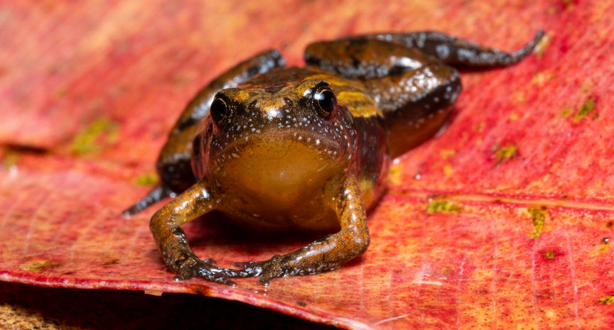 Sri Lanka Narrow Mouthed Frog- Microhyla zeylanica.jpeg