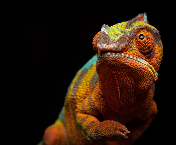 panther chameleon-9575.jpeg