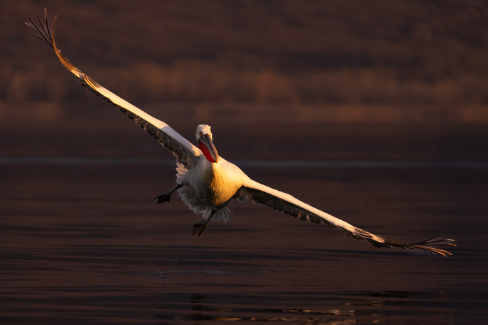 DS1-Dalamton Pelicans- 2023-greece-108022023-3062.jpg