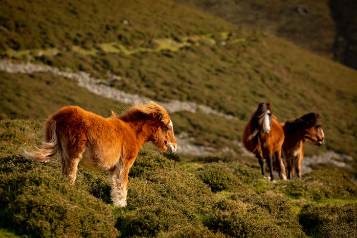 Mountain Pony-north wales-4383.jpeg
