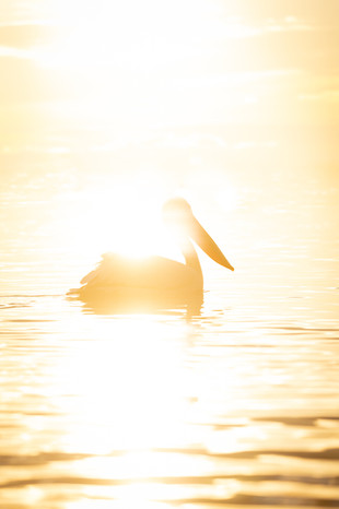 DS1-Dalamton Pelicans- 2023-greece-108022023-3092.jpg