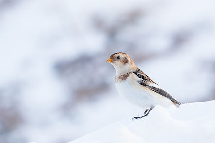 Snow Bunting