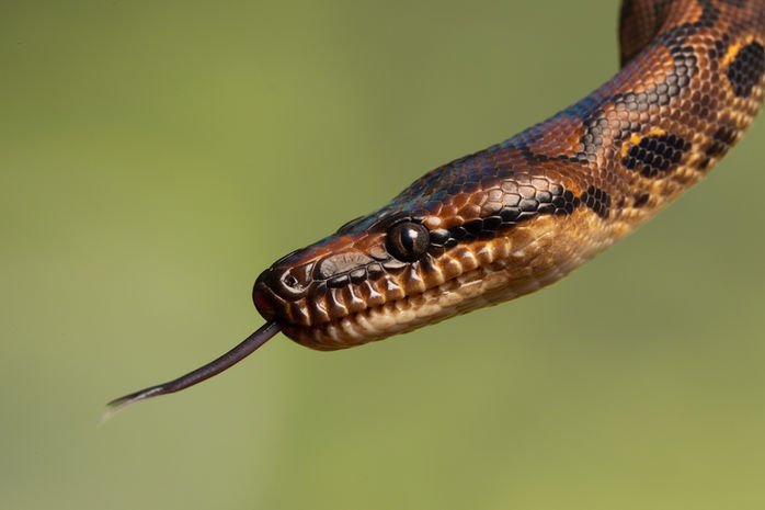 rainbow boa-9736.jpeg