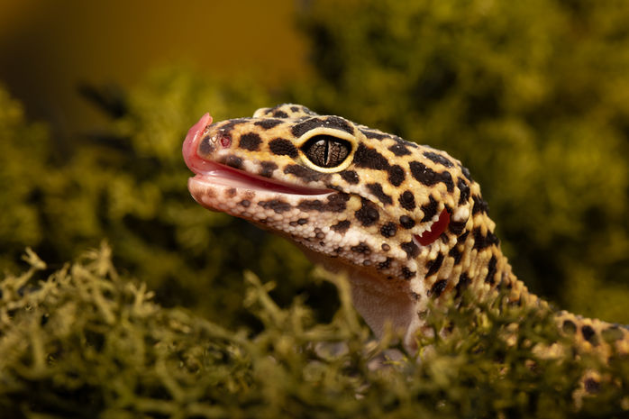 leopard gecko-0559.jpeg