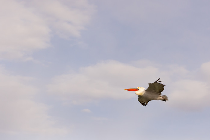 DS1-Dalamton Pelicans- 2023-greece-108022023-3637.jpg