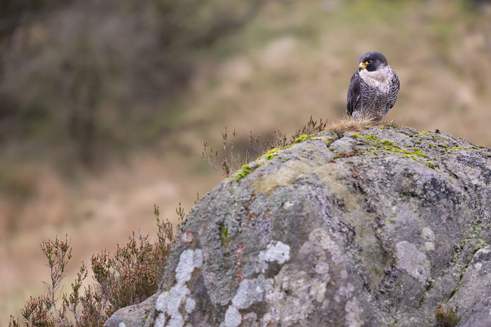 ds1-Peregrine Falcon-captive-SMJ- 121122021-1007.jpg