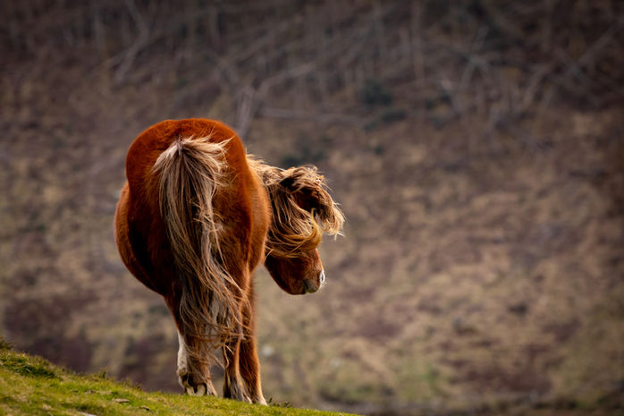 Mountain Pony-north wales-4349.jpeg