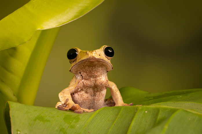 borneo eared frog-8758.jpeg