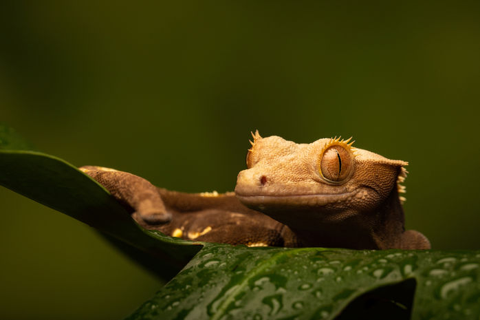crested gecko-1252.jpeg