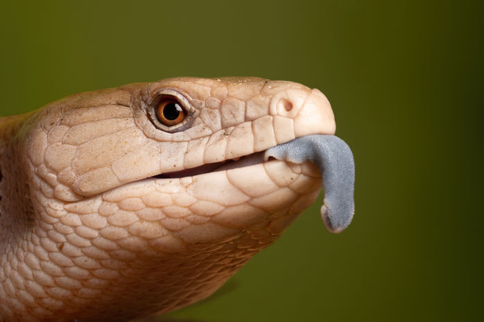 blue tongued skink-9688.jpeg