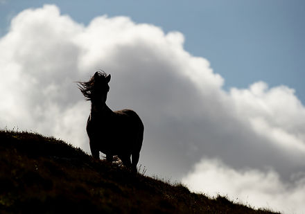 Mountain Pony-north wales-1084.jpeg