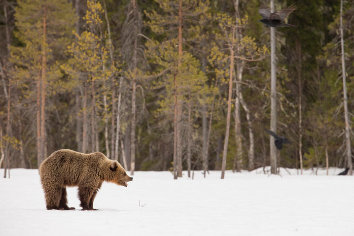 js1-Brown Bear-Finland-Spring-April 15-8512.jpeg