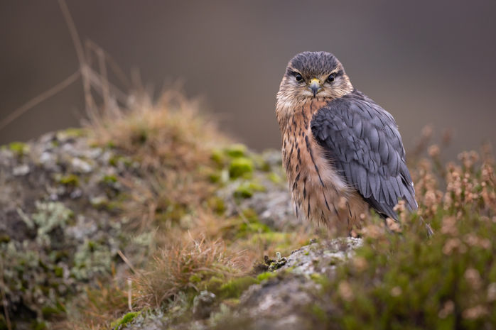 ds1-Merlin-captive-SMJ- 121122021-0905.jpg