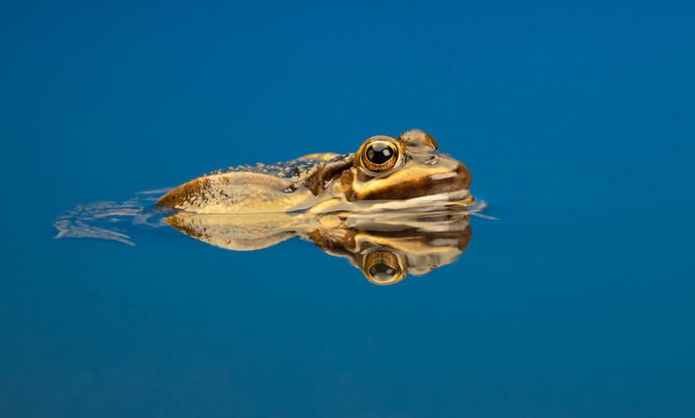 Edible Frog-1703.jpeg
