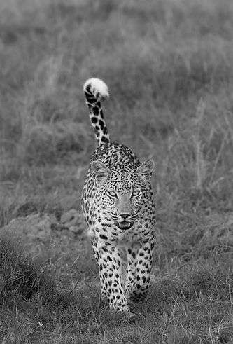 Black and white African Leopard