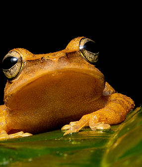 Reticulated Thigh Shrub Frog