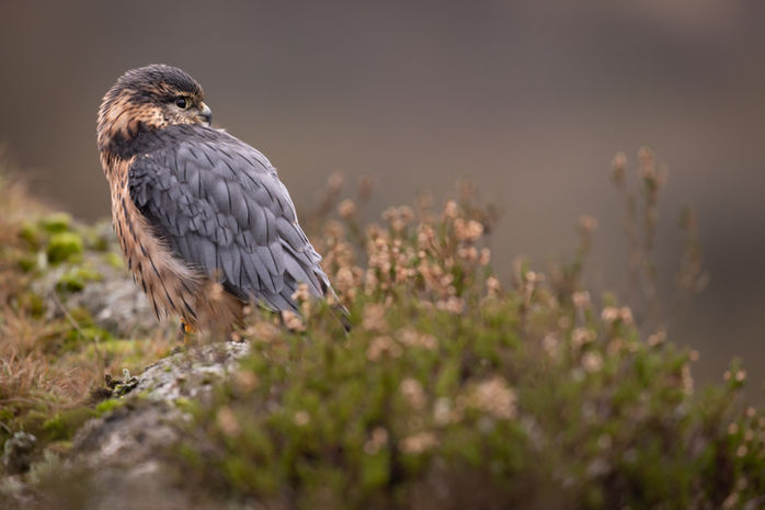 ds1-Merlin-captive-SMJ- 121122021-0875.jpg